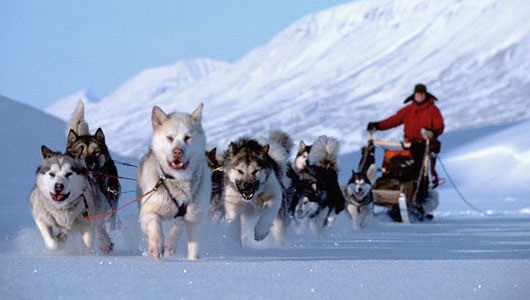 chien traineaux